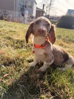 Scooby Doo (HT PARENTS), a male Miniature Dachshund for sale in New York City, NY – Photo 2 of 10