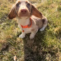 Scooby Doo (HT PARENTS), a male Miniature Dachshund for sale in New York City, NY – Photo 10 of 10