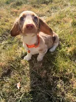 Scooby Doo (HT PARENTS), a male Miniature Dachshund for sale in New York City, NY – Photo 10 of 10