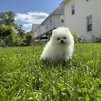 Kiki, a female Pomeranian for sale in New York City, NY – Photo 2 of 5