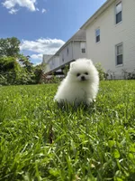 Kiki, a female Pomeranian for sale in New York City, NY – Photo 2 of 5