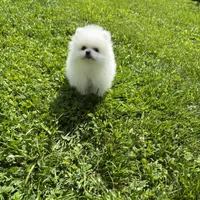 Kiki, a female Pomeranian for sale in New York City, NY – Photo 5 of 5