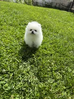 Kiki, a female Pomeranian for sale in New York City, NY – Photo 5 of 5