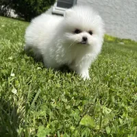 Kiki, a female Pomeranian for sale in New York City, NY – Photo 3 of 5