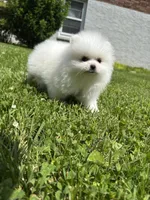 Kiki, a female Pomeranian for sale in New York City, NY – Photo 3 of 5