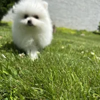 Kiki, a female Pomeranian for sale in New York City, NY – Photo 1 of 5