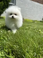 Kiki, a female Pomeranian for sale in New York City, NY – Photo 1 of 5