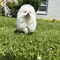 Kiki, a female Pomeranian for sale in New York City, NY – Photo 4 of 5