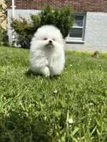 Kiki, a female Pomeranian for sale in New York City, NY – Photo 4 of 5