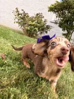 Pumpkin, a female Miniature Dachshund for sale in New York City, NY – Photo 3 of 8