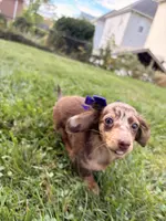 Pumpkin, a female Miniature Dachshund for sale in New York City, NY – Photo 5 of 8