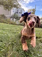Pumpkin, a female Miniature Dachshund for sale in New York City, NY – Photo 4 of 8