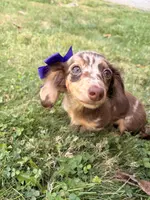Pumpkin, a female Miniature Dachshund for sale in New York City, NY – Photo 8 of 8