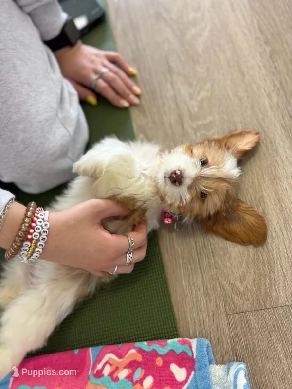 Rosabelle – Miniature Dachshund puppy for sale in New York City, NY