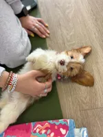 Rosabelle, a female Miniature Dachshund for sale in New York City, NY – Photo 1 of 6