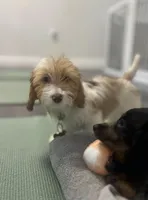 Rosabelle, a female Miniature Dachshund for sale in New York City, NY – Photo 5 of 6