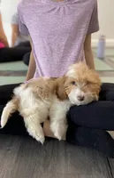 Rosabelle, a female Miniature Dachshund for sale in New York City, NY – Photo 2 of 6
