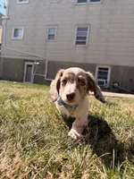 Finley, a male Miniature Dachshund for sale in New York City, NY – Photo 3 of 5