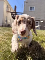 Finley, a male Miniature Dachshund for sale in New York City, NY – Photo 4 of 5