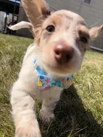Finley, a male Miniature Dachshund for sale in New York City, NY – Photo 5 of 5