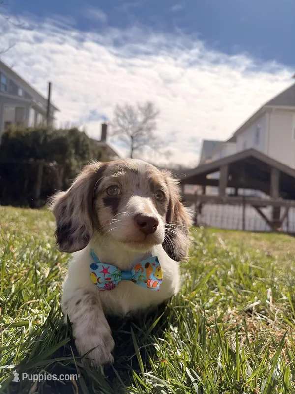 Finley – Miniature Dachshund puppy for sale in New York City, NY