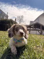 Finley, a male Miniature Dachshund for sale in New York City, NY – Photo 1 of 5