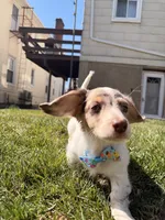 Finley, a male Miniature Dachshund for sale in New York City, NY – Photo 2 of 5