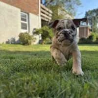 Babe, a female English Bulldog and American Bully for sale in New York City, NY – Photo 3 of 5