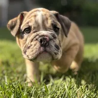 Babe, a female English Bulldog and American Bully for sale in New York City, NY – Photo 5 of 5