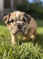 Babe, a female English Bulldog and American Bully for sale in New York City, NY – Photo 5 of 5