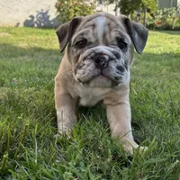 Babe, a female English Bulldog and American Bully for sale in New York City, NY – Photo 1 of 5