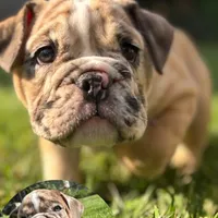 Babe, a female English Bulldog and American Bully for sale in New York City, NY – Photo 2 of 5