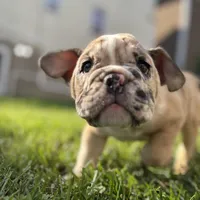Babe, a female English Bulldog and American Bully for sale in New York City, NY – Photo 4 of 5