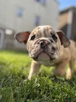 Babe, a female English Bulldog and American Bully for sale in New York City, NY – Photo 4 of 5