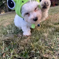 tony, a male Maltipoo for sale in New York City, NY – Photo 2 of 5
