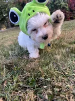 tony, a male Maltipoo for sale in New York City, NY – Photo 2 of 5