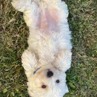 tony, a male Maltipoo for sale in New York City, NY – Photo 4 of 5