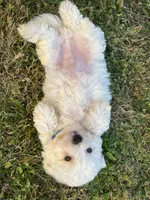 tony, a male Maltipoo for sale in New York City, NY – Photo 4 of 5