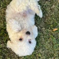 tony, a male Maltipoo for sale in New York City, NY – Photo 5 of 5