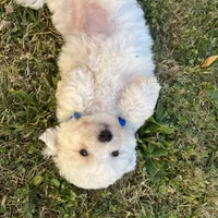 tony, a male Maltipoo for sale in New York City, NY – Photo 3 of 5