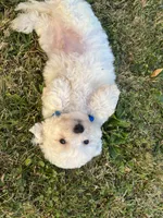 tony, a male Maltipoo for sale in New York City, NY – Photo 3 of 5