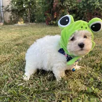 tony, a male Maltipoo for sale in New York City, NY – Photo 1 of 5