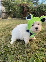tony, a male Maltipoo for sale in New York City, NY – Photo 1 of 5