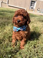 jojo (tcup), a male Poodle - Toy  for sale in New York City, NY – Photo 4 of 5