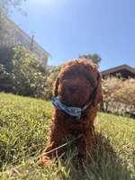 jojo (tcup), a male Poodle - Toy  for sale in New York City, NY – Photo 1 of 5