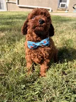 jojo (tcup), a male Poodle - Toy  for sale in New York City, NY – Photo 5 of 5