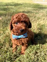 jojo (tcup), a male Poodle - Toy  for sale in New York City, NY – Photo 2 of 5