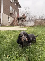 Freddie, a male Miniature Dachshund for sale in New York City, NY – Photo 6 of 7