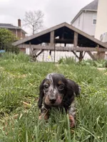 Freddie, a male Miniature Dachshund for sale in New York City, NY – Photo 4 of 7