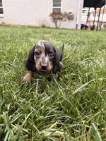 Freddie, a male Miniature Dachshund for sale in New York City, NY – Photo 1 of 7